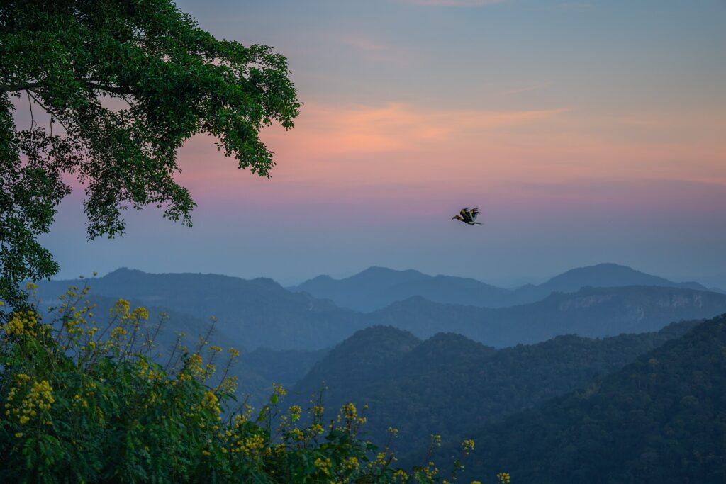 Great hornbill perched in the forest canopy of Khao Yai