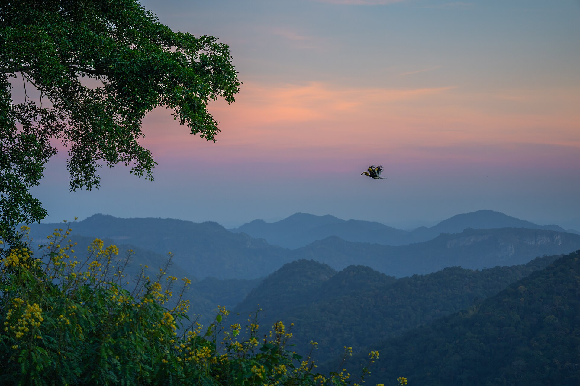 Great hornbill perched in the forest canopy of Khao Yai