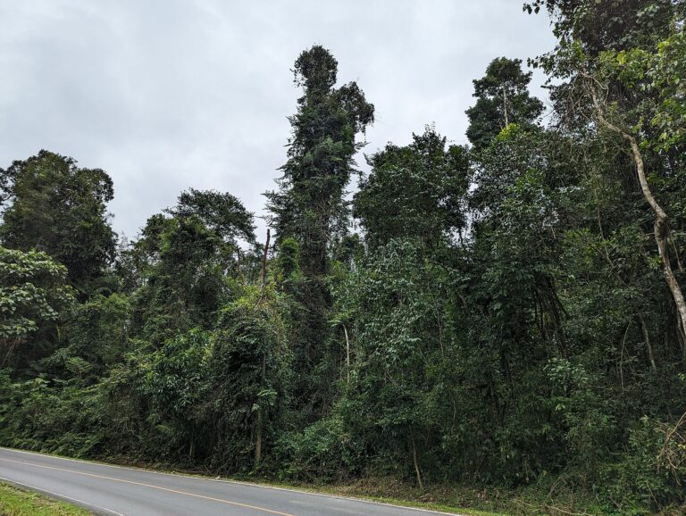 Green limestone hills seen from a country road near Khao Yai