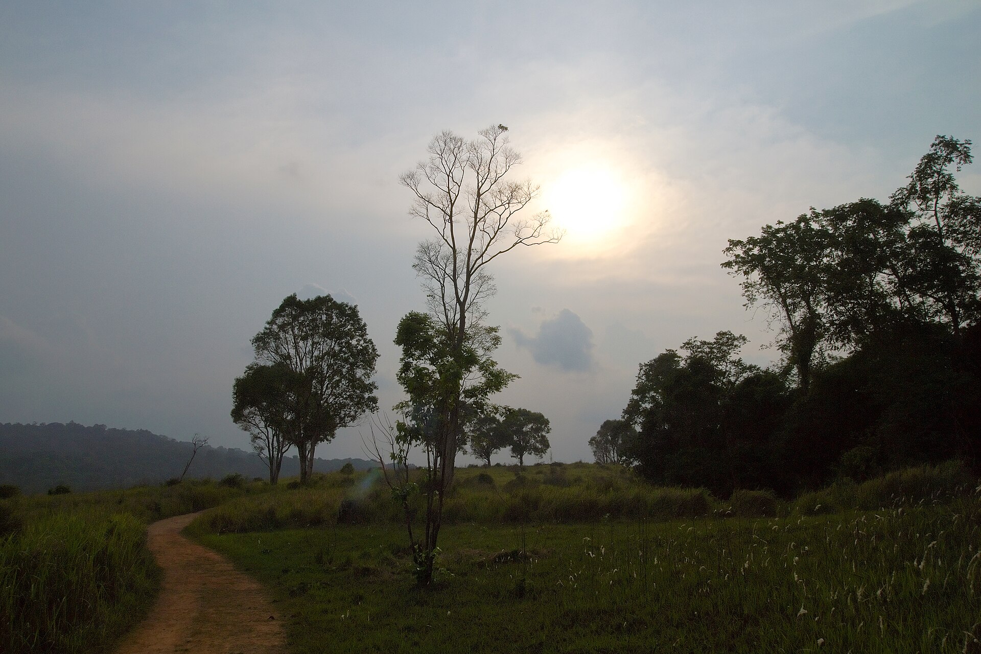 Golden sunset over the open grasslands and scattered trees of Khao Yai National Park