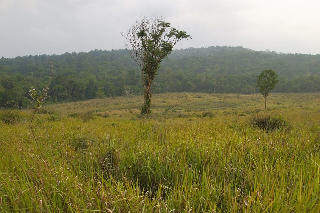 Rolling tropical grasslands with forest-covered hills in Khao Yai