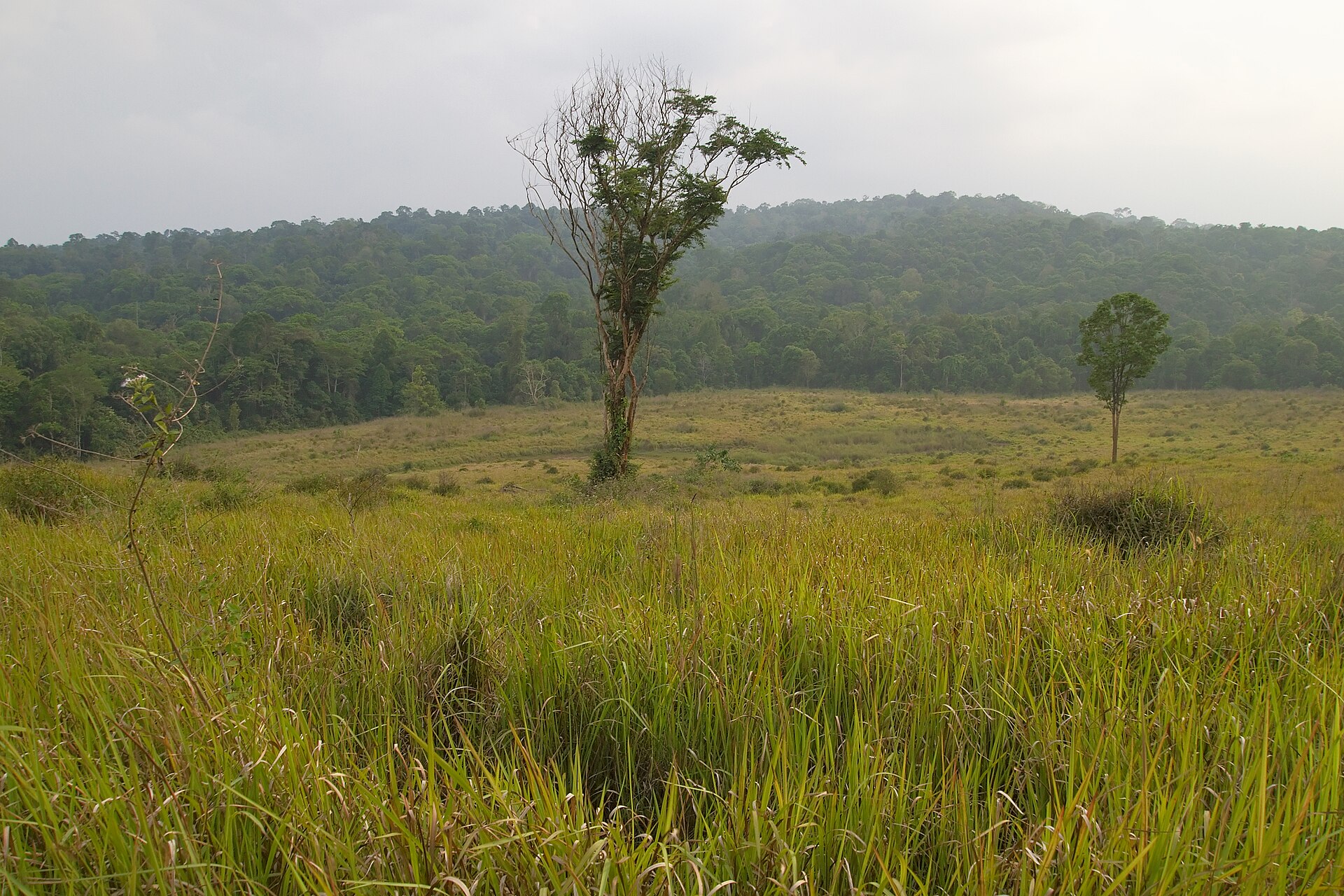 Rolling tropical grasslands with forest-covered hills in Khao Yai
