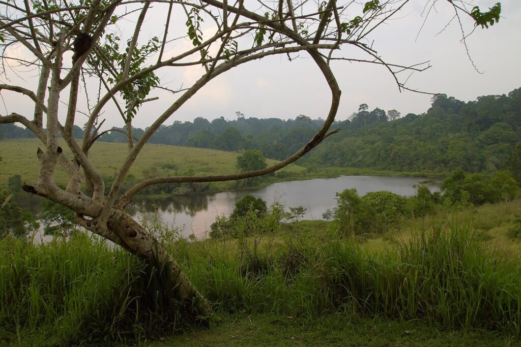 Calm lake surrounded by forest in the Khao Yai wilderness