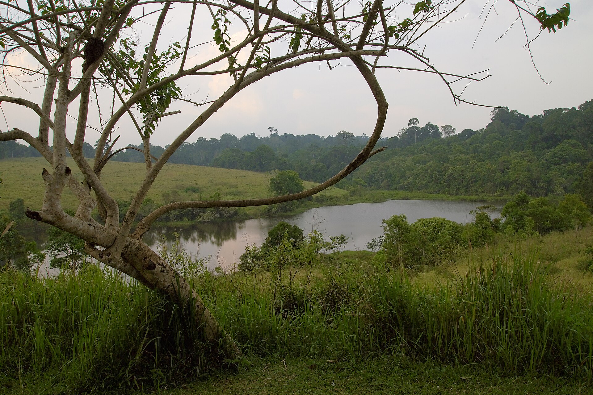 Calm lake surrounded by forest in the Khao Yai wilderness