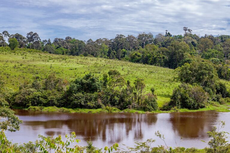 Grassland and wildlife observation area at Nong Phak Chi in Khao Yai National Park