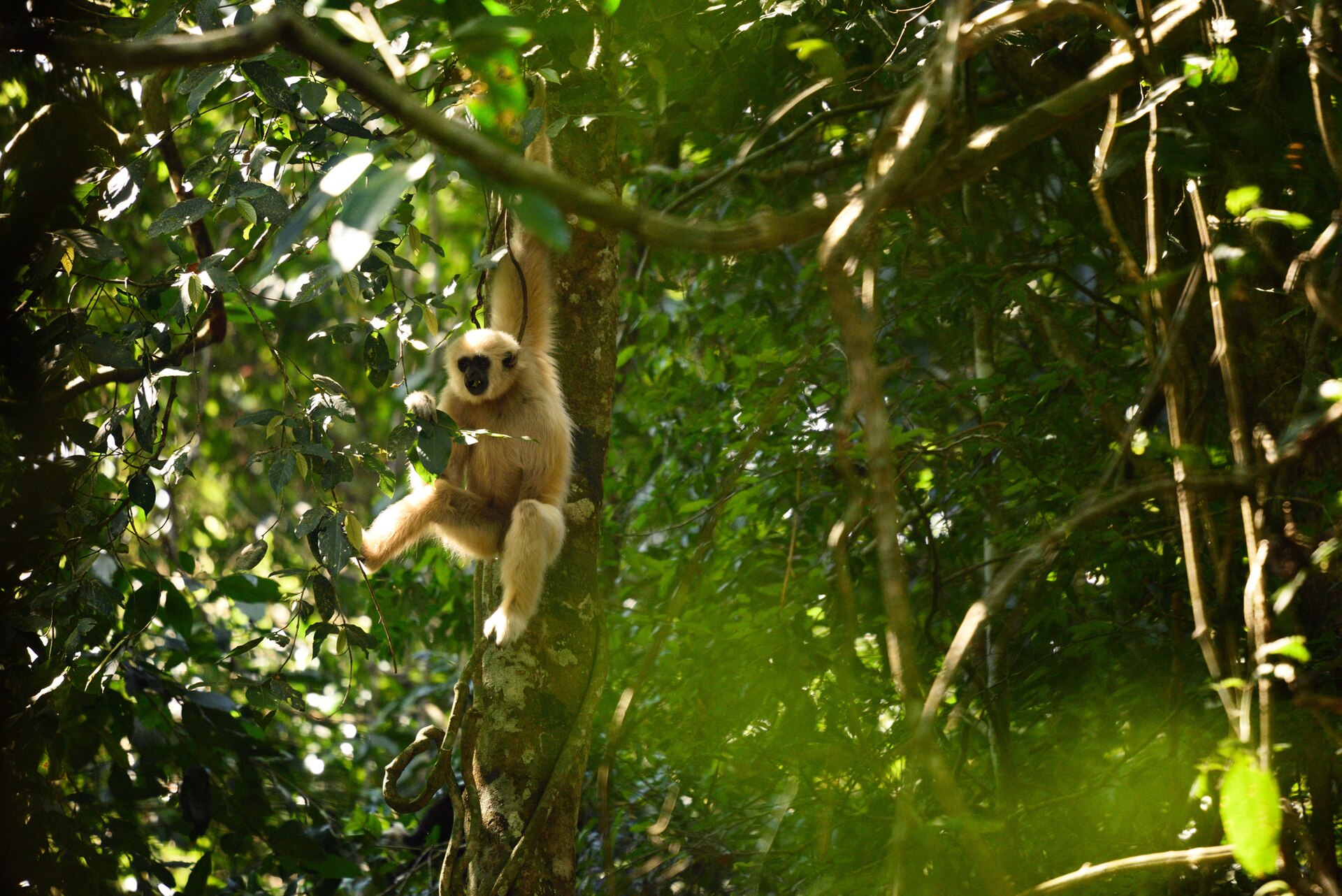 White-handed gibbon resting in a tree in Khao Yai National Park