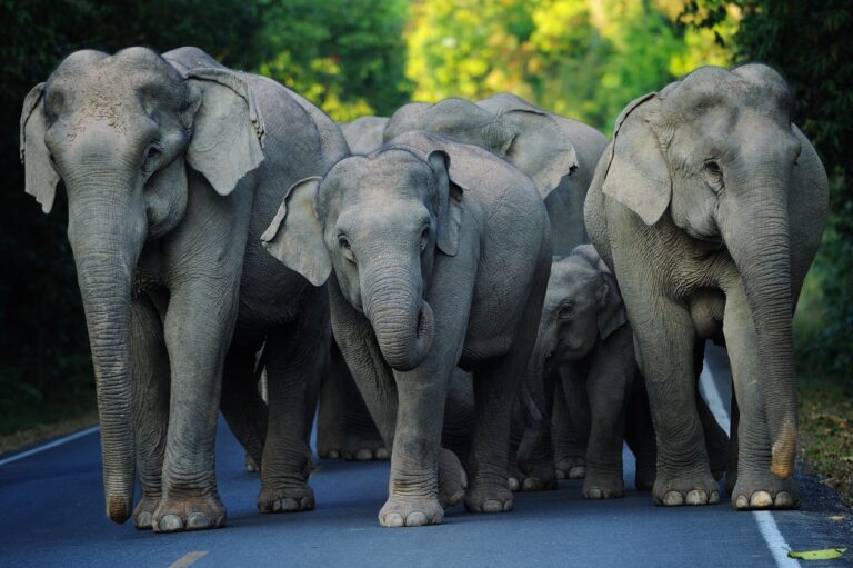 Wild Asian elephants walking through Khao Yai National Park